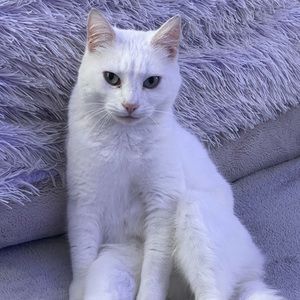 Meet your Posher, Brenda